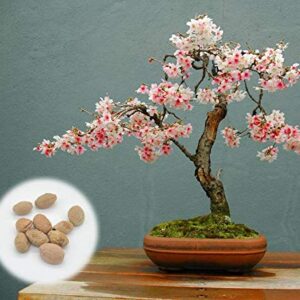 10 Japanese Flowering Cherry Blossom Bonsai Seeds, Fresh Exotic Rare Bonsai Seeds