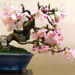 10 Japanese Flowering Cherry Blossom Bonsai Seeds, Fresh Exotic Rare Bonsai Seeds