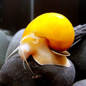 Aquatic Discounts – 1 Gold Mystery Snail – BUY2GET1FREE! Great Addition to Any Freshwater Tank! Active Algae Eater, Bottom Debris and uneaten Fish Food! Perfect Tank Mate for Bettas, Guppy