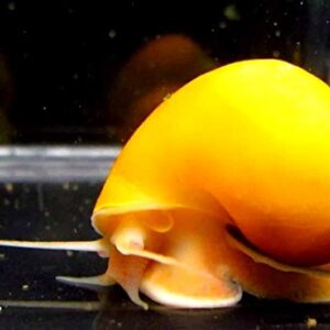 Aquatic Discounts – 1 Gold Mystery Snail – BUY2GET1FREE! Great Addition to Any Freshwater Tank! Active Algae Eater, Bottom Debris and uneaten Fish Food! Perfect Tank Mate for Bettas, Guppy