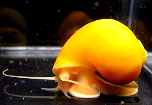 Aquatic Discounts – 1 Gold Mystery Snail – BUY2GET1FREE! Great Addition to Any Freshwater Tank! Active Algae Eater, Bottom Debris and uneaten Fish Food! Perfect Tank Mate for Bettas, Guppy