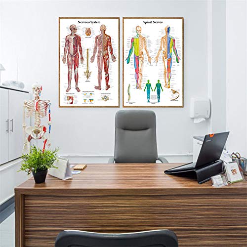 UNIEARTH Vascular System Science Anatomy Posters for Walls Medical Nursing Students Educational Anatomical Human Organs Skeletal Muscles Poster Chart Medicine Disease Map for Doctor Enthusiasts Kid's Enlightenment Education W,20*30inches