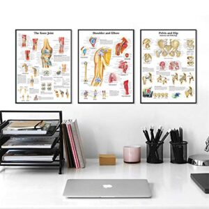 UNIEARTH Vascular System Science Anatomy Posters for Walls Medical Nursing Students Educational Anatomical Human Organs Skeletal Muscles Poster Chart Medicine Disease Map for Doctor Enthusiasts Kid's Enlightenment Education W,20*30inches