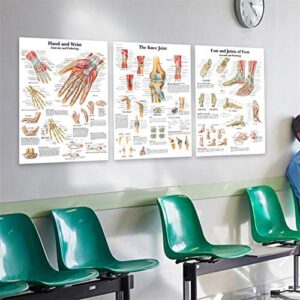 UNIEARTH Vascular System Science Anatomy Posters for Walls Medical Nursing Students Educational Anatomical Human Organs Skeletal Muscles Poster Chart Medicine Disease Map for Doctor Enthusiasts Kid's Enlightenment Education W,20*30inches