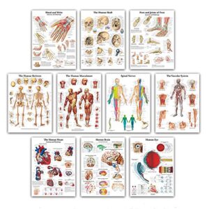 UNIEARTH Vascular System Science Anatomy Posters for Walls Medical Nursing Students Educational Anatomical Human Organs Skeletal Muscles Poster Chart Medicine Disease Map for Doctor Enthusiasts Kid's Enlightenment Education W,20*30inches