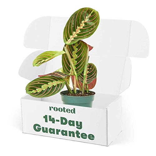 Rooted® Red Prayer Plant - Maranta Leuconeura | Live, Easy to Grow, Easy to Care, Live Indoor Houseplant, Low Maintenance Houseplant, 14 Day Guarantee (4" Pot)