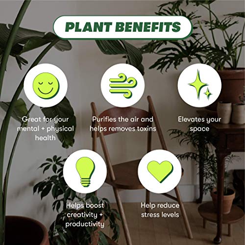 Rooted® Red Prayer Plant - Maranta Leuconeura | Live, Easy to Grow, Easy to Care, Live Indoor Houseplant, Low Maintenance Houseplant, 14 Day Guarantee (4" Pot)