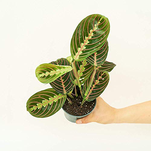 Rooted® Red Prayer Plant - Maranta Leuconeura | Live, Easy to Grow, Easy to Care, Live Indoor Houseplant, Low Maintenance Houseplant, 14 Day Guarantee (4" Pot)