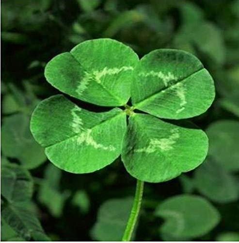 RubyShop724 200 Seeds/Pack, Four Leaf Clover Seed_Home Garden Decoration Bonsai_Flower_Seeds Beauty Lucky