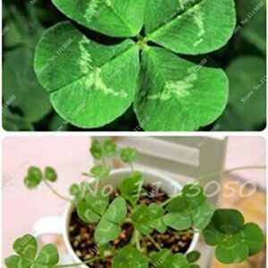 RubyShop724 200 Seeds/Pack, Four Leaf Clover Seed_Home Garden Decoration Bonsai_Flower_Seeds Beauty Lucky