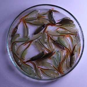 GREEN WATER FARM Fairy Shrimp Thailandensis Eggs Live Fish Food for Hatching and Culture Suitable for Feed Betta Fish