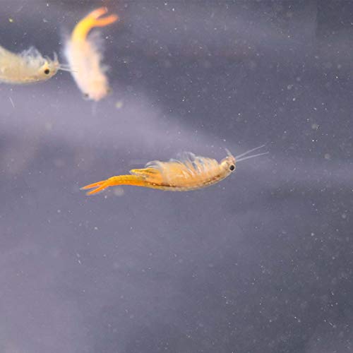 GREEN WATER FARM Fairy Shrimp Thailandensis Eggs Live Fish Food for Hatching and Culture Suitable for Feed Betta Fish