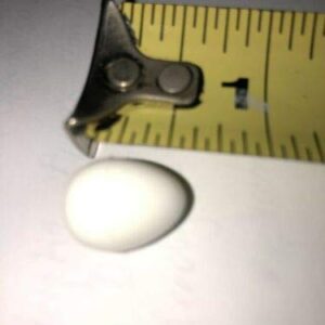 20 Bird Plastic Fake Dummy Eggs 16 mm x 12 mm 5/8" x 1/2" Canary Finch Small Birds