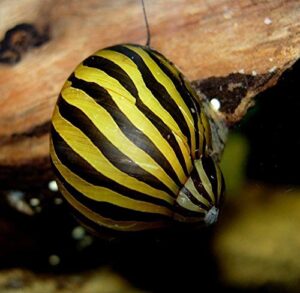 buy2get1free! aquatic discounts – 1 zebra nerite snail – great addition to any freshwater tank! active algae eater! consumer of bottom debris and uneaten fish food! perfect tank mate for bettas guppy