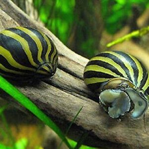 BUY2GET1FREE! Aquatic Discounts – 1 Zebra Nerite Snail – Great Addition to Any Freshwater Tank! Active Algae Eater! Consumer of Bottom Debris and uneaten Fish Food! Perfect Tank Mate for Bettas Guppy