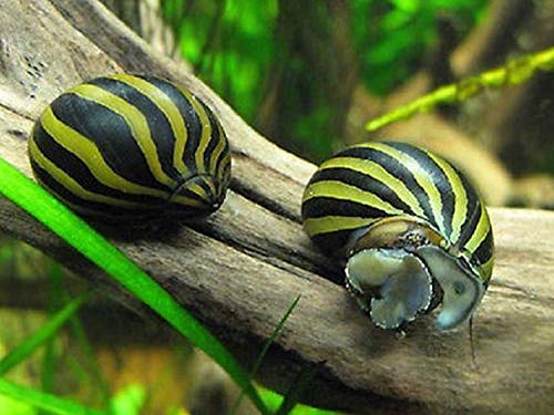 BUY2GET1FREE! Aquatic Discounts – 1 Zebra Nerite Snail – Great Addition to Any Freshwater Tank! Active Algae Eater! Consumer of Bottom Debris and uneaten Fish Food! Perfect Tank Mate for Bettas Guppy