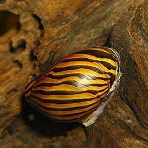 BUY2GET1FREE! Aquatic Discounts – 1 Zebra Nerite Snail – Great Addition to Any Freshwater Tank! Active Algae Eater! Consumer of Bottom Debris and uneaten Fish Food! Perfect Tank Mate for Bettas Guppy