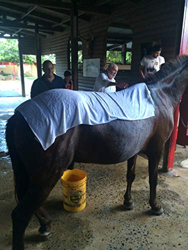 Dr. Milt's Hip and Joint Care, Horse Liniment for The Horse and Rider - 3 Pack - 8oz Cream, Gel, Spray.