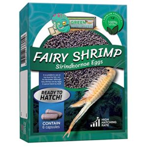 green water farm greenwaterfarm fairy shrimp sirindhornae eggs live fish food for hatching and culture suitable for feed betta fish