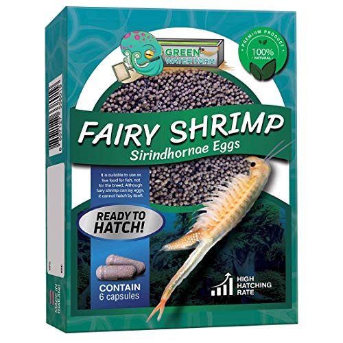 GREEN WATER FARM Greenwaterfarm Fairy Shrimp Sirindhornae Eggs Live Fish Food for Hatching and Culture Suitable for Feed Betta Fish