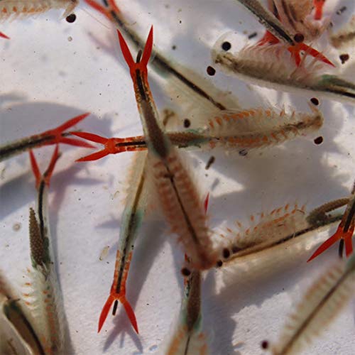 GREEN WATER FARM Greenwaterfarm Fairy Shrimp Sirindhornae Eggs Live Fish Food for Hatching and Culture Suitable for Feed Betta Fish