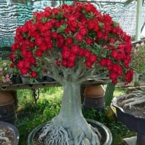 Caudex Bonsai - Desert Rose Adenium Obesum - one Year Old - New Hybrid