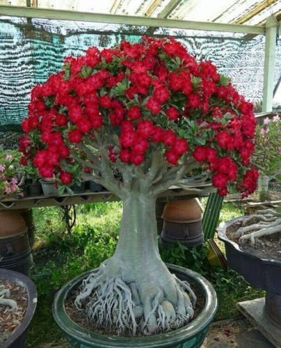 Caudex Bonsai - Desert Rose Adenium Obesum - one Year Old - New Hybrid