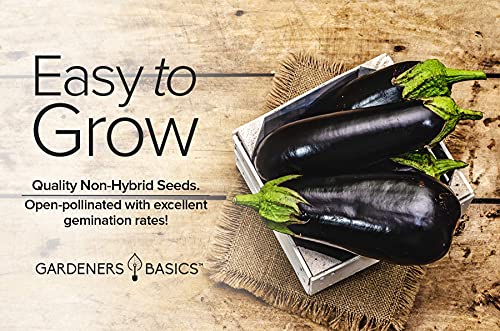 Eggplant Seeds for Planting - Black Beauty Solanum melongena is A Great Heirloom, Non-GMO Vegetable Variety- 300 mg Seeds Great for Outdoor Spring, Winter and Fall Gardening by Gardeners Basics