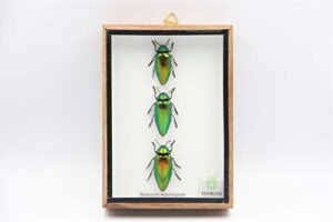 taxibugs jewel beetle mounts insect animals taxidermy in framed (3 sternocera aeguisignata closed wings)