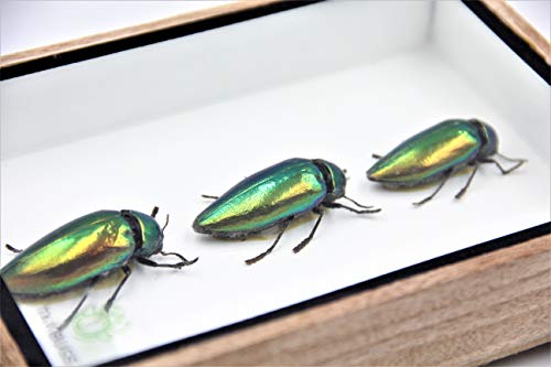 TAXIBUGS Jewel Beetle Mounts Insect Animals Taxidermy in Framed (3 Sternocera Aeguisignata Closed Wings)