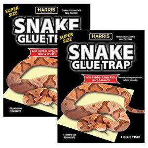 harris snake glue trap, super sized for snakes, rats, mice and insects (2-pack)