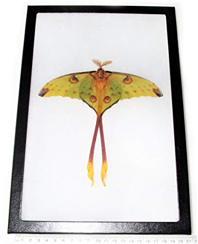 BicBugs Argema mittrei Framed Resting Pose Comet Moth Male Madagascar Framed