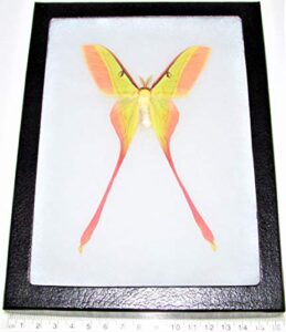bicbugs actias dubernardi pink yellow saturn moth male china rare framed