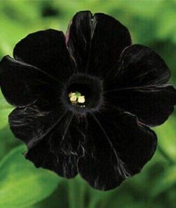 50 black petunia ct per package, containers hanging baskets flowers annual bloom