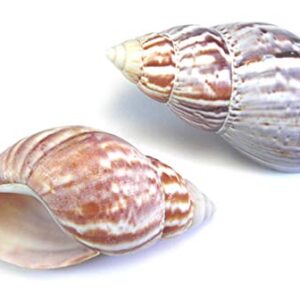 Set of 3 Extra Large Natural Japanese (Fairyland) Land Snail Shells 3" - 4" Large Hermit Crab Beach Crafts Hobby Coastal Cottage