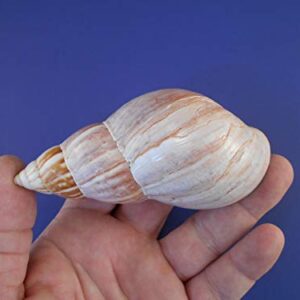 Set of 3 Extra Large Natural Japanese (Fairyland) Land Snail Shells 3" - 4" Large Hermit Crab Beach Crafts Hobby Coastal Cottage