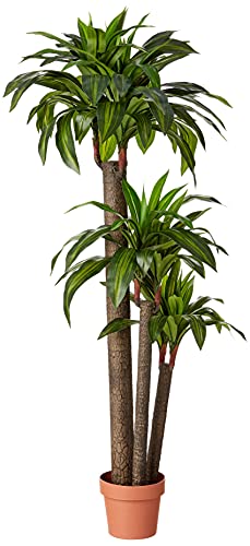 Amazon Basics Artificial Dracaena Tree with Plastic Faux Terracotta Pot, 60-Inch