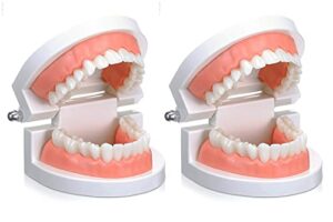 dental teeth model, 2 pack adult standard typodont demonstration denture model for dental teaching, study, clean display for kids, education, patient, no wisdom teeth