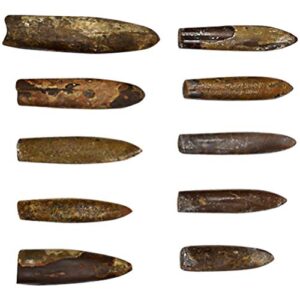 iplusmile 10pcs Paleontology Belemnite Fossil Specimen Science Ornament Laboratory Supply