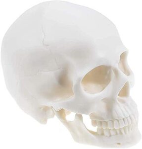 1:1 human skull realistic life size replica medical anatomy model home halloween skull decorations art supplies