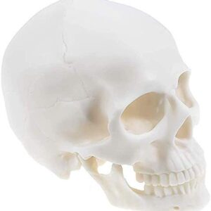1:1 Human Skull Realistic Life Size Replica Medical Anatomy Model Home Halloween Skull Decorations Art Supplies