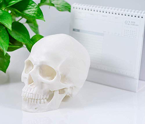 1:1 Human Skull Realistic Life Size Replica Medical Anatomy Model Home Halloween Skull Decorations Art Supplies