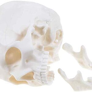 1:1 Human Skull Realistic Life Size Replica Medical Anatomy Model Home Halloween Skull Decorations Art Supplies