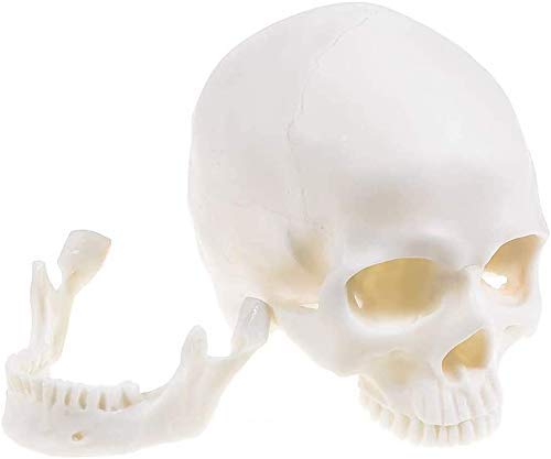 1:1 Human Skull Realistic Life Size Replica Medical Anatomy Model Home Halloween Skull Decorations Art Supplies