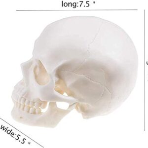 1:1 Human Skull Realistic Life Size Replica Medical Anatomy Model Home Halloween Skull Decorations Art Supplies