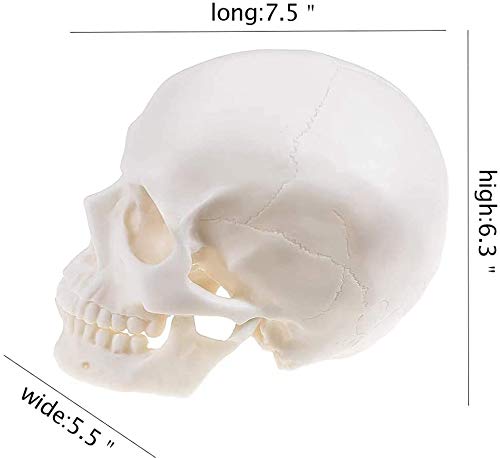 1:1 Human Skull Realistic Life Size Replica Medical Anatomy Model Home Halloween Skull Decorations Art Supplies