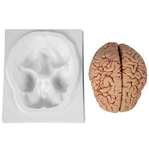 VEVOR Human Brain Model Anatomy 9-Part Model of Brain Life Size Human Brain Anatomical Model w/Display Base & Color-Coded Artery Brain Teaching Anatomy of Brain for Science Classroom Study Display