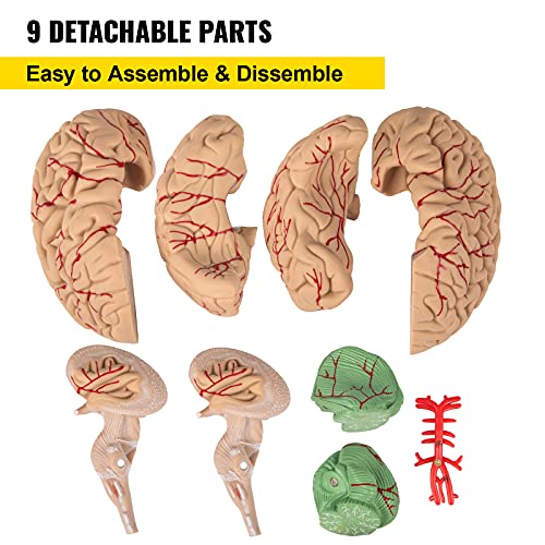 VEVOR Human Brain Model Anatomy 9-Part Model of Brain Life Size Human Brain Anatomical Model w/Display Base & Color-Coded Artery Brain Teaching Anatomy of Brain for Science Classroom Study Display