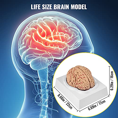 VEVOR Human Brain Model Anatomy 9-Part Model of Brain Life Size Human Brain Anatomical Model w/Display Base & Color-Coded Artery Brain Teaching Anatomy of Brain for Science Classroom Study Display