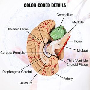 VEVOR Human Brain Model Anatomy 9-Part Model of Brain Life Size Human Brain Anatomical Model w/Display Base & Color-Coded Artery Brain Teaching Anatomy of Brain for Science Classroom Study Display